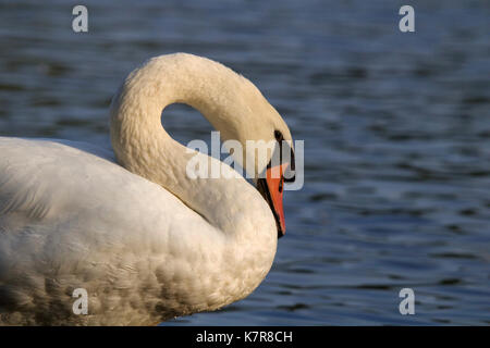 A mute swan in side view standing near a pong resting. Stock Photo