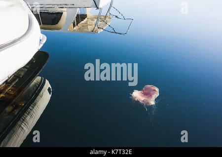 Lions Mane Jellyfish Cyanea capillata floating near moored yachts in Norwegian Sea Stock Photo