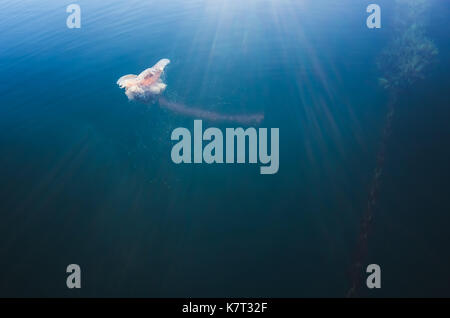 Lions Mane Jellyfish Cyanea capillata floating in Norwegian Sea Stock Photo