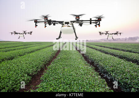 Agriculture drone flying on the green corn field Stock Photo - Alamy