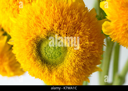 Bunch of sunflowers Teddy Bear in a glass vase. A dwarf sunflower plant with multiple large yellow golden double flowers. Stock Photo