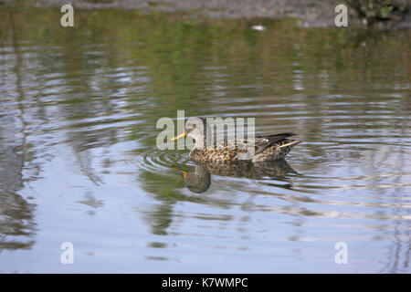 Gadwall Anas strepera female London Wetland Centre London Stock Photo