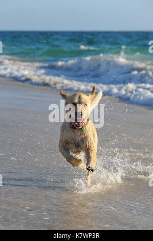 Golden Retriever running along beach Stock Photo