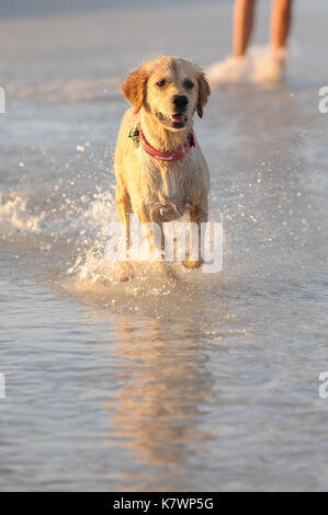 Golden Retriever running along beach Stock Photo