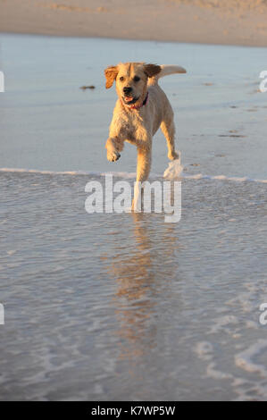 Golden Retriever running along beach Stock Photo