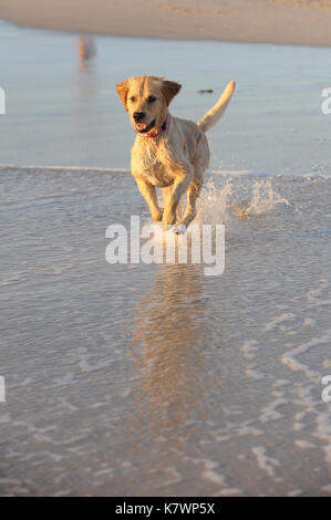 Golden Retriever running along beach Stock Photo