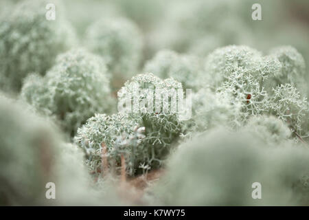 natural macro background of Cladonia, reindeer lichen Stock Photo