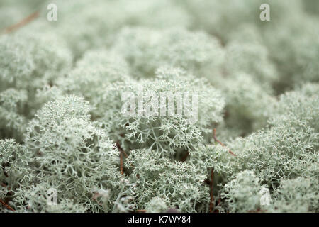natural macro background of Cladonia, reindeer lichen Stock Photo