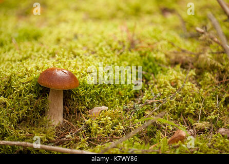 natural macro background with edible mushroom Stock Photo