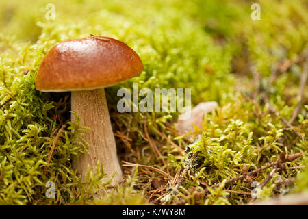 natural macro background with edible mushroom Stock Photo