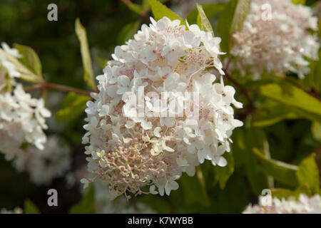 white and pink Hydrangea paniculata natural floral background Stock Photo