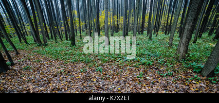 Fall season in the deciduous wood Stock Photo