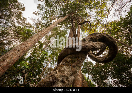 Gnarly tree by Sirithan waterfall in Doi Inthanon National Park. Chom Thong District, Chiang Mai Province, Thailand, Southeast Asia Stock Photo