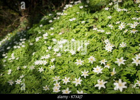 Wood Anemones, West Sussex, England Stock Photo