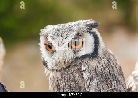 Young Eurasian eagle-owl or European Eurasian eagle-owl,  Bubo bubo, front view Stock Photo