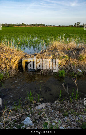 Irrigation channel in a ricefield, Ebrodelta, Spain 2017 Stock Photo