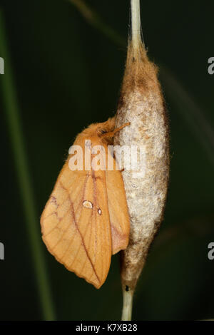 The Drinker Moth (Euthrix potatoria) freshly emerged female, clinging to cocoon, Monmouth, Wales, June Stock Photo