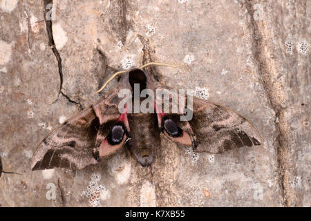 Eyed Hawkmoth (Smerinthus ocellata) adult on tree trunk showing eyespots on rear wings, Monmouth, Wales, May Stock Photo