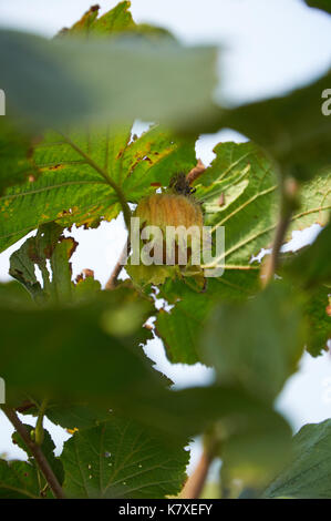 One ripe huzelnut on the tree growing Stock Photo