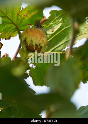 One ripe huzelnut on the tree growing Stock Photo