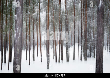 Winter Forest, Lapland, Finland Stock Photo