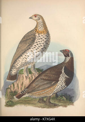 Illustrations of the American ornithology of Alexander Wilson and Charles Lucian Bonaparte BHL44104613 Stock Photo