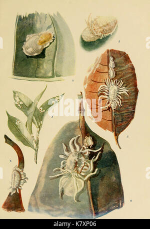 Indian insect life (Plate LXXXII) (6280048546 Stock Photo - Alamy