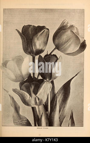 J.M. Thorburn and Co.'s annual descriptive catalogue of flower seeds (15147440928) Stock Photo