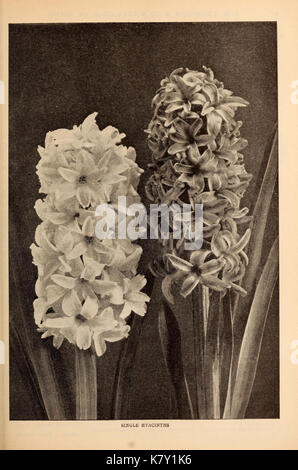 J.M. Thorburn and Co.'s annual descriptive catalogue of flower seeds (15147492857) Stock Photo