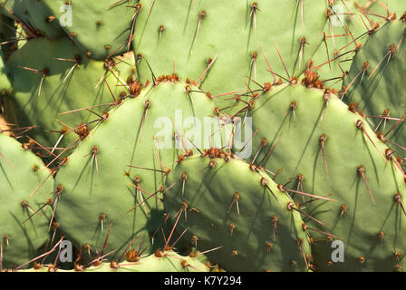 Prickly Pear Plant Stock Photo