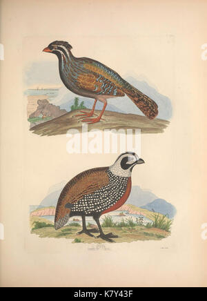 Illustrations of the American ornithology of Alexander Wilson and Charles Lucian Bonaparte (14266214729) Stock Photo