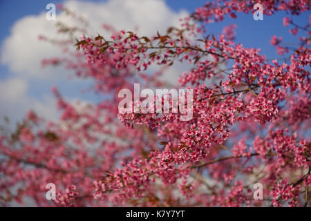 Cherry blossom at the springtime in sunny day. The cherry blossom (sakura) is Japan unofficial national flower. Stock Photo