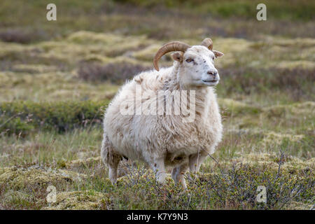 Iceland - Icelandic sheep near Þingvellir Stock Photo