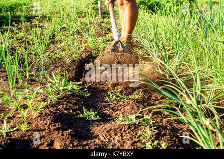 Legs of a man weeding a garden area with an old rustic hoe and green onion plants at the edge Stock Photo