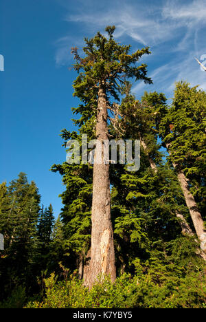 Douglas firs (Pseudotsuga menziesii) at Grouse Mountain, Vancouver, British Columbia, Canada Stock Photo
