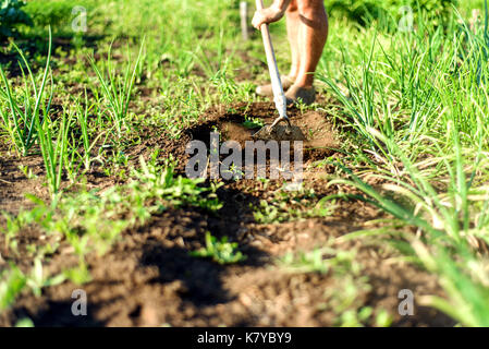 Man clears dirt with a rustic garden hoe along a path area next to an onion bed in a lush green garden Stock Photo