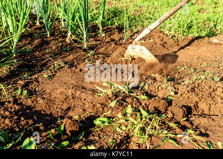 Garden hoe with movement weeding a garden area and dirt path Stock Photo