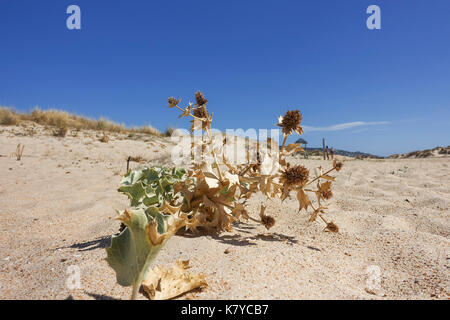 Beach thistle, Sea holly (Eryngium maritimum) on a sand dune, Atlantic Coast. Andalusia, Spain Stock Photo