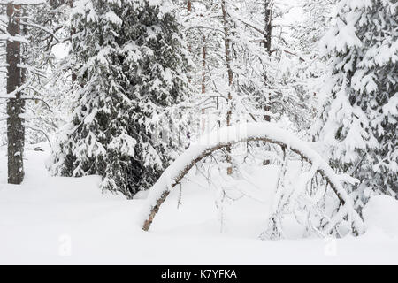 Forest with snow, Kuertunturi, Äkäslompolo, Lapland, Finland Stock Photo