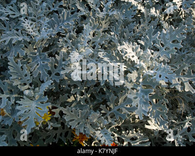 Senecio cineraria 'Silver Dust' shrub Stock Photo