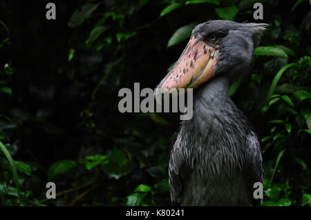 Shoebill a ugly bird in wild Stock Photo
