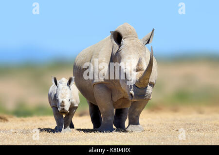 White rhinoceros in the nature habitat, Kenya, Africa. Wildlife scene from nature. Big animal from Afrika