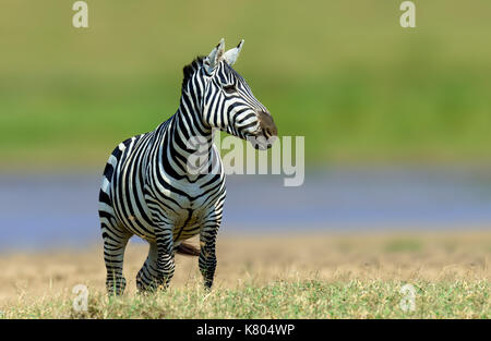 Zebra in the grass nature habitat, National Park of Kenya. Wildlife scene from nature, Africa Stock Photo
