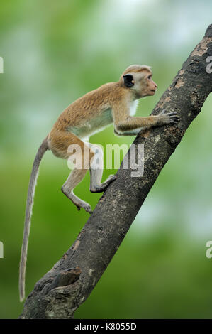 Toque macaque, Macaca sinica. Monkrey on the tree. Macaque in nature habitat, Sri Lanka. Detail of monkey, Wildlife scene from Asia. Beautiful colour  Stock Photo