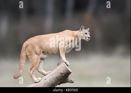 Danger Cougar sitting on branch in the autumn forest background. Big wild cat in nature habitat. Puma concolor, known as mountain lion, puma, panther. Stock Photo