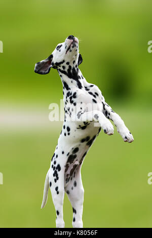 Adorable dalmatian dog outdoors in summer. Active cute dalmatian on green meadow Stock Photo