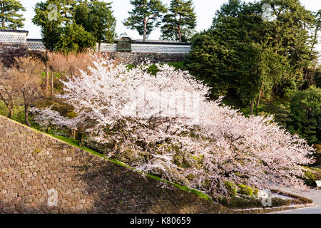 Kanazawa castle, Japan. Reconstructed Namako-Bei, or Namako Kabe, outer dobei wall with many cherry blossoms below, lit up by early morning sunlight. Stock Photo