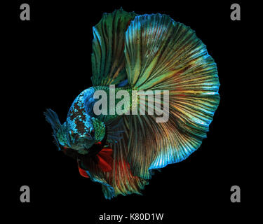 Fine art concept close up beautiful movement of 'Half moon' Betta fish isolated Stock Photo