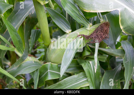 Sweetcorn Plants with ripe cobs Stock Photo