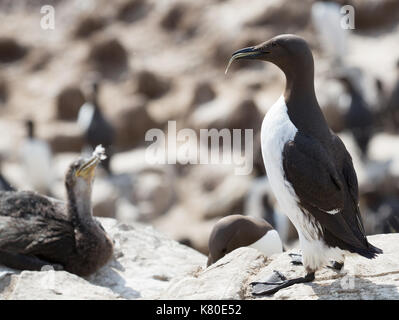 Guillemot (Uria aalge) on cliff in UK. Stock Photo